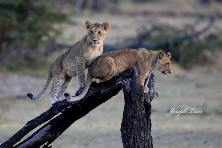 Lion-Cubs-by-Joseph-Lam4.jpg