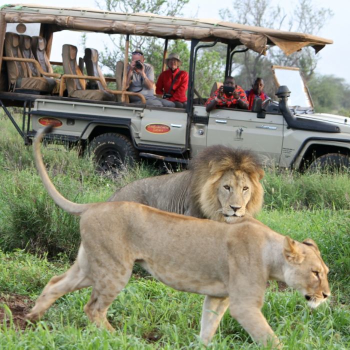 Porini-Game-Drive-Lions-2.jpg