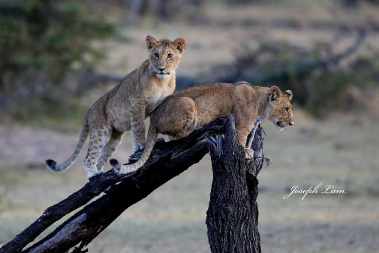 Lion-Cubs-by-Joseph-Lam.jpg
