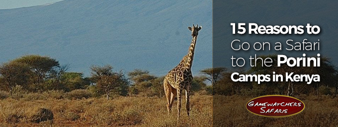 SAFARI-Feature-1.jpg