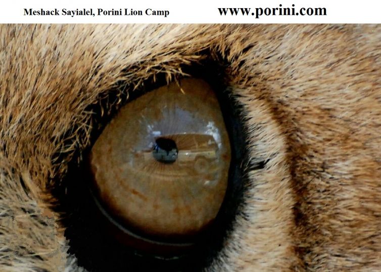 eye-of-the-lion-2.jpg