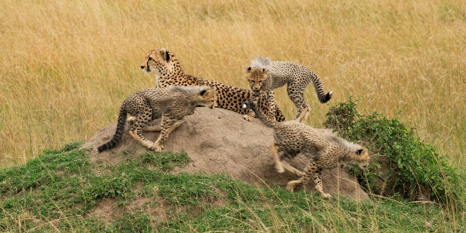 2-cheeta-cub-chase-10by20-vm-dsc1199-copy_1_orig-680x340-1.jpg