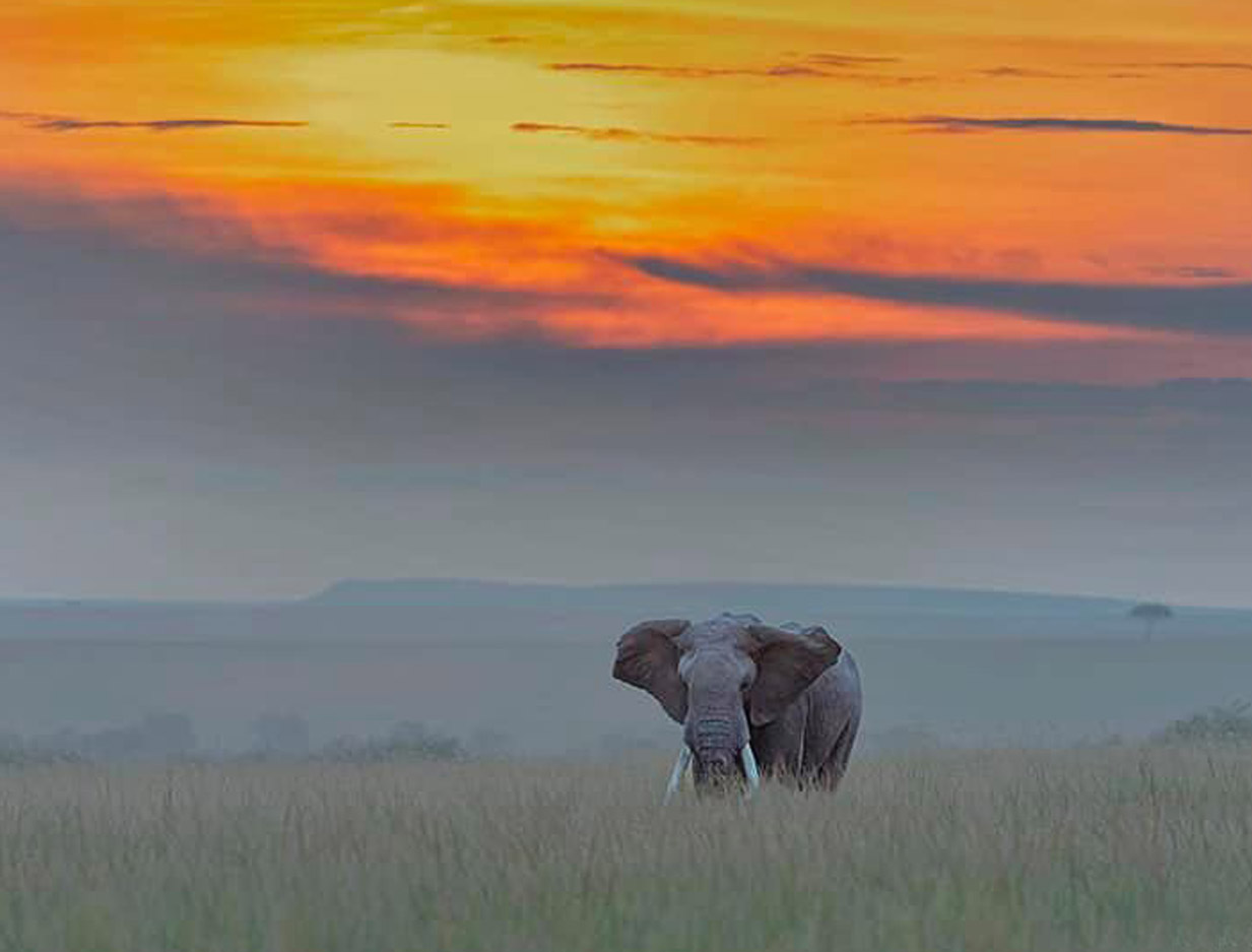 African Splendours Safari