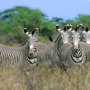 grey-zebra-rhino-river-lodge.jpg