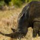 muddy-rhino.jpg