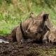 muddy-rhino-with-baby.jpg