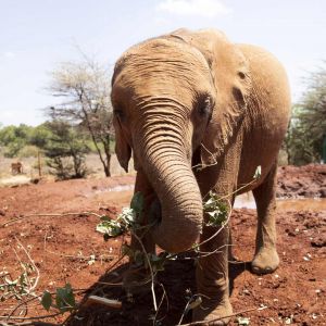 ntc-camp-elephant.jpg