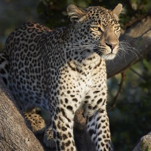 rhino-rive-camp-leopard.jpg