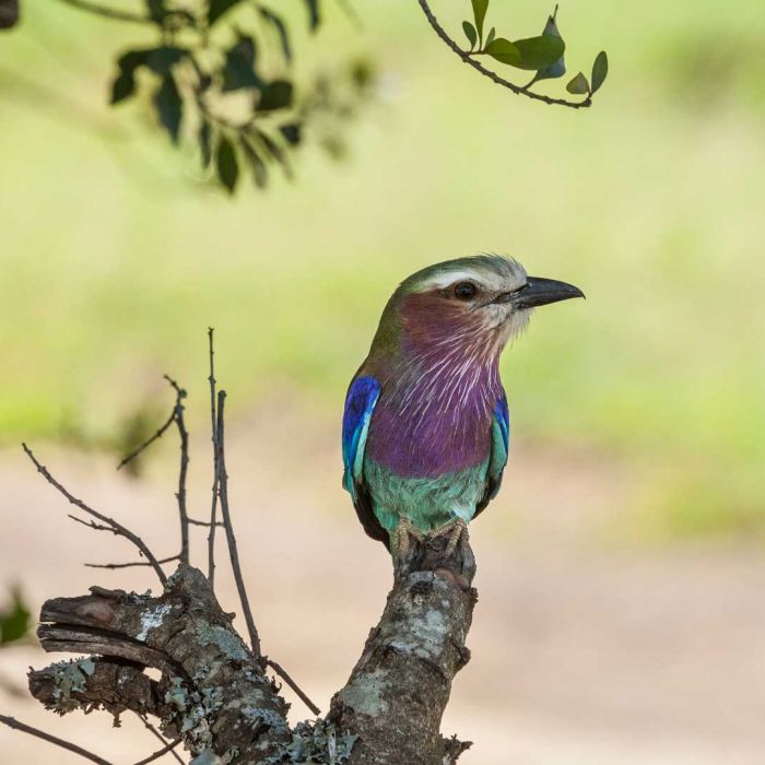 rrc-bird.jpg