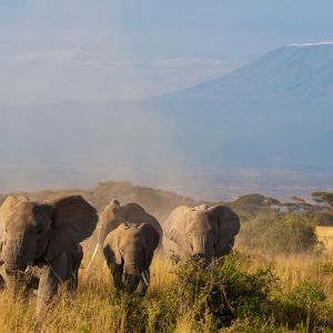 Kilimanjaro.jpg