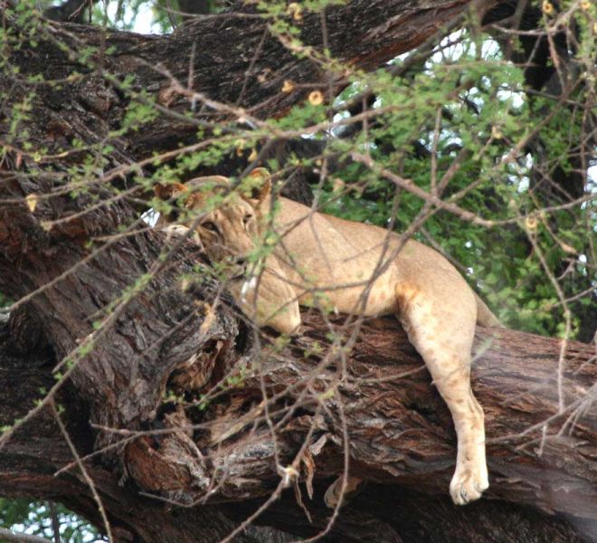 Lioness-on-tree.jpg