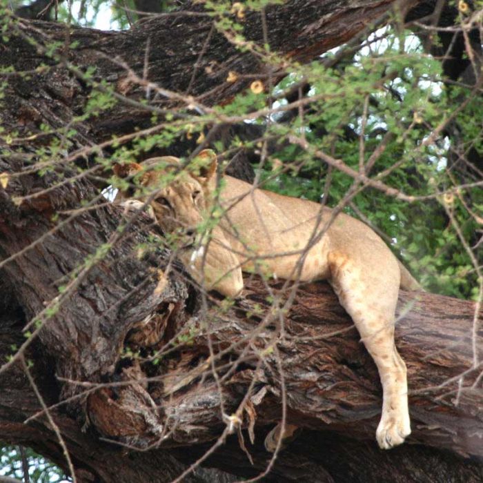Lioness-on-tree.jpg