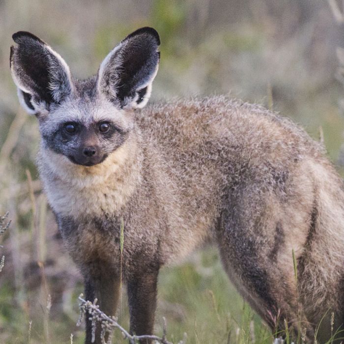 bat-eared-fox.jpg