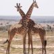 cheetah-camp-giraffes.jpg