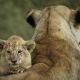 cheetah-camp-lion-cub.jpg