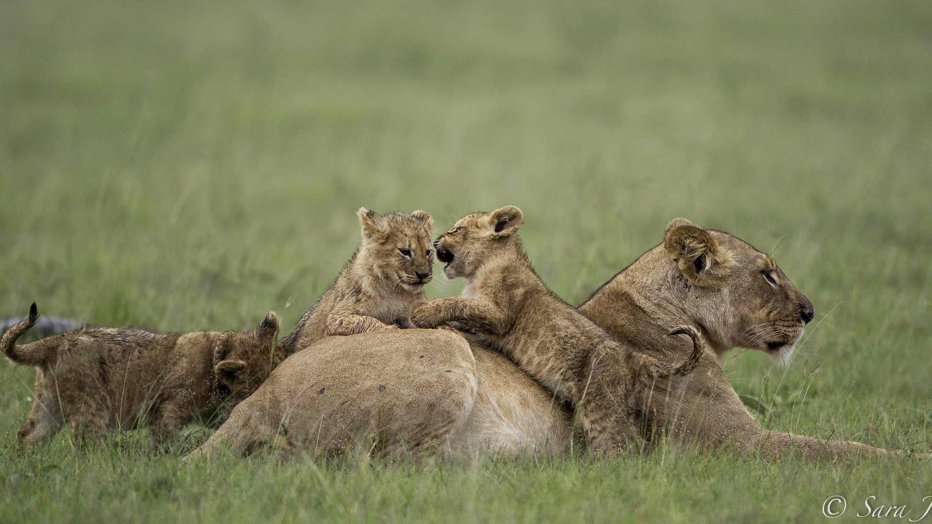 Cheetah Camp – Porini Camps