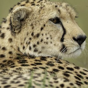 cheetah.jpg