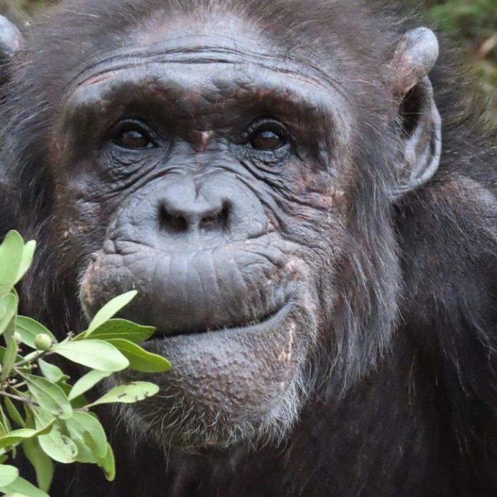 chimp-3-prc.jpg