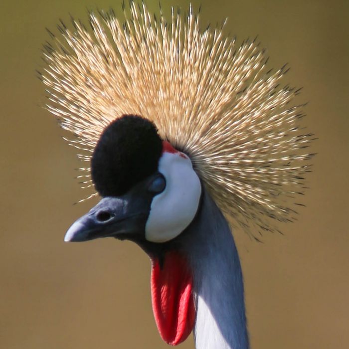 crested-crane.jpg