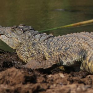 croc.jpg