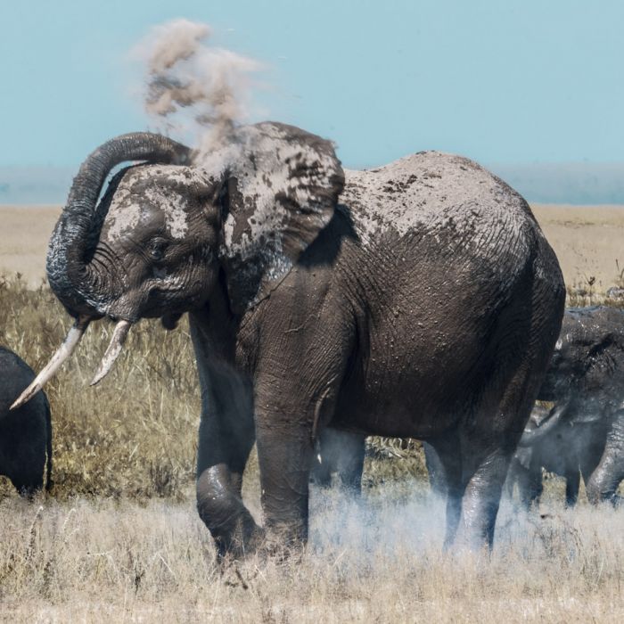 elephant-sand-1.jpg