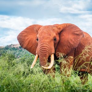 elephant.jpg