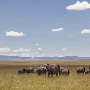 elephants.jpg