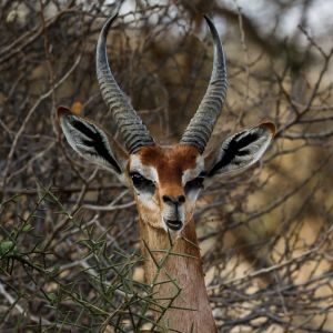 gerenuk.jpg