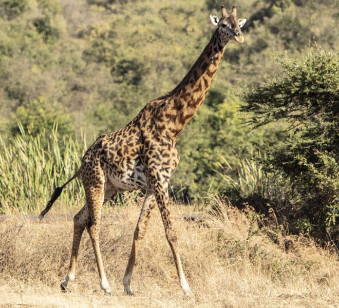 giraffe-1.jpg