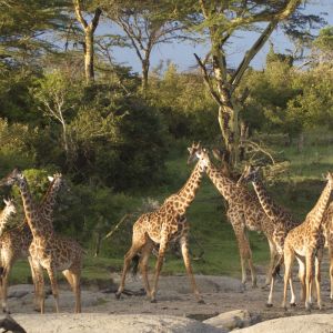 giraffe.jpg