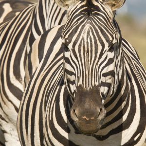 grevvy-zebra-1.jpg