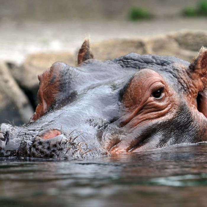 hippo.jpg