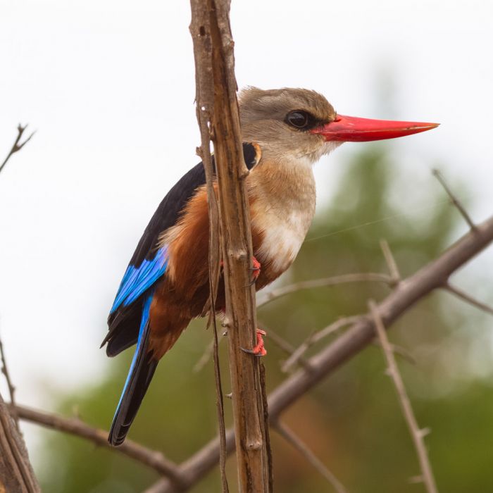 kingfisher.jpg
