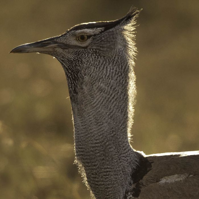kori-bustard.jpg