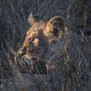 leo-1.jpg