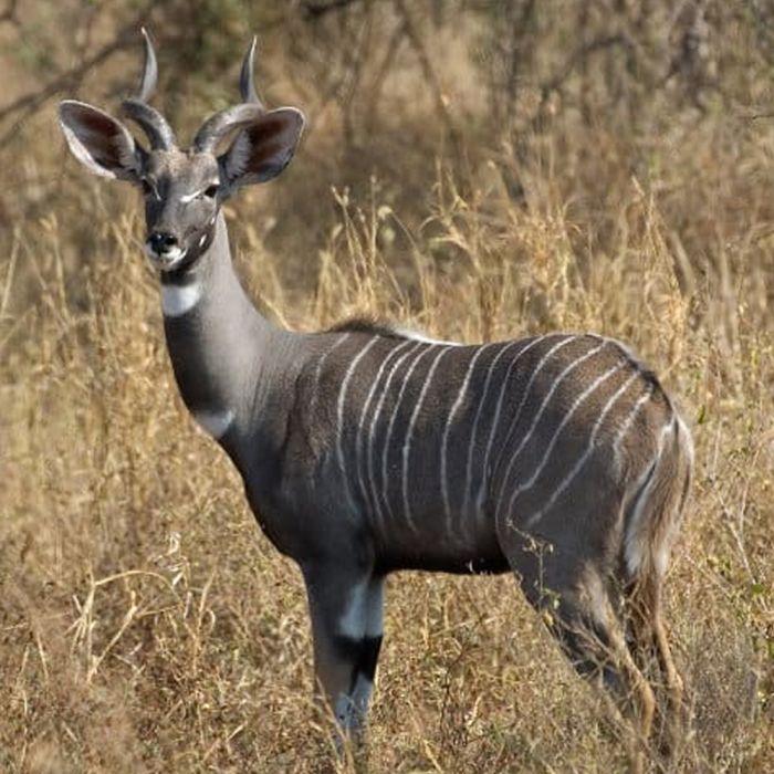 lesser-kudu.jpg