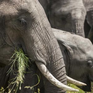 mara-porini-elephants-closeup.jpg