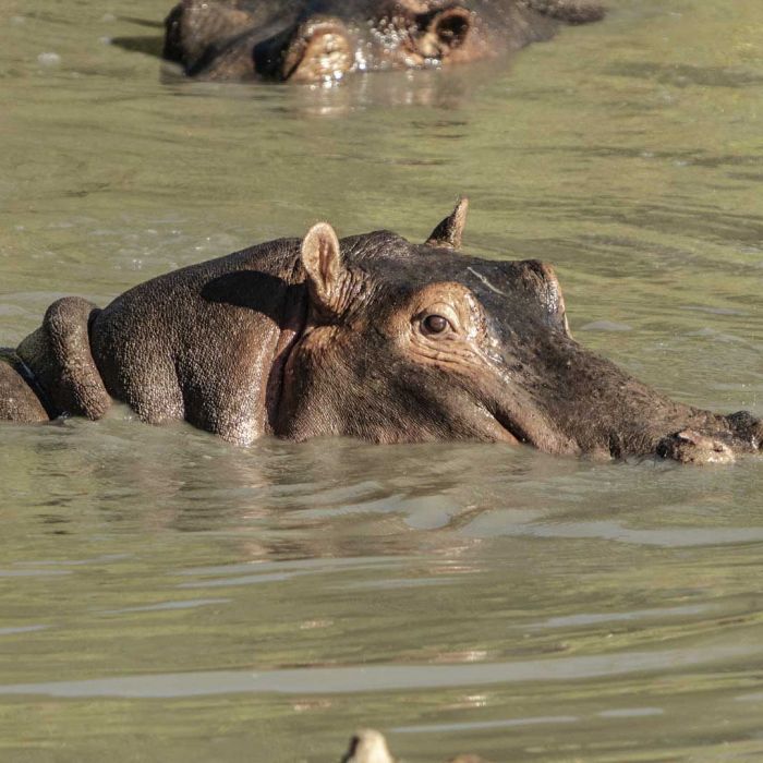mara-porini-game-drive-hippo.jpg