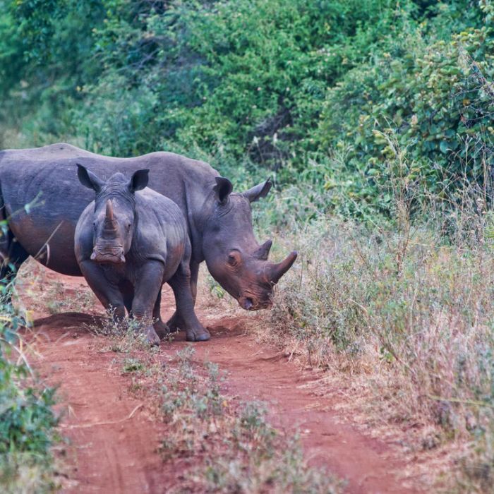 meru_rhinos.jpg
