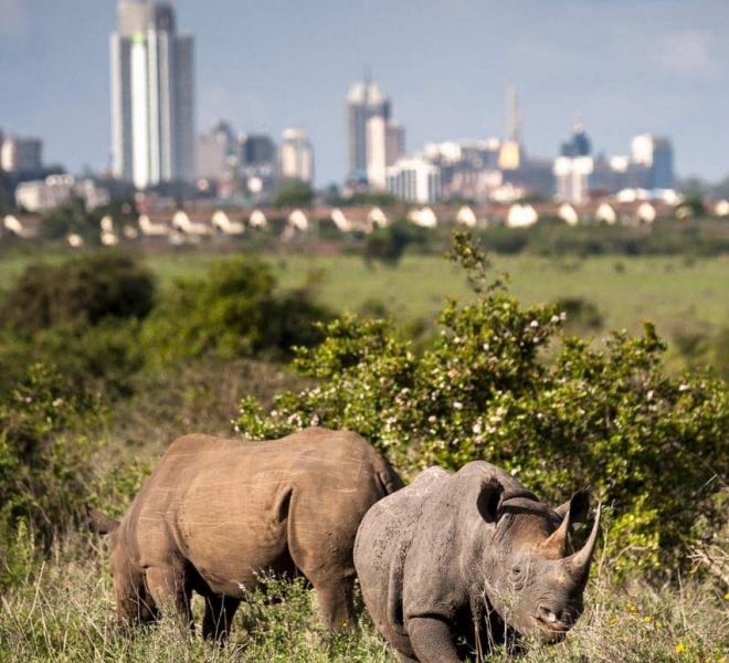 nairobi-national-park-rhinos.jpg