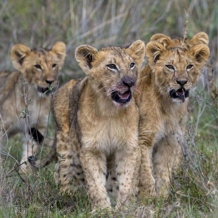 nairobi-tented-camp-cabs.jpg