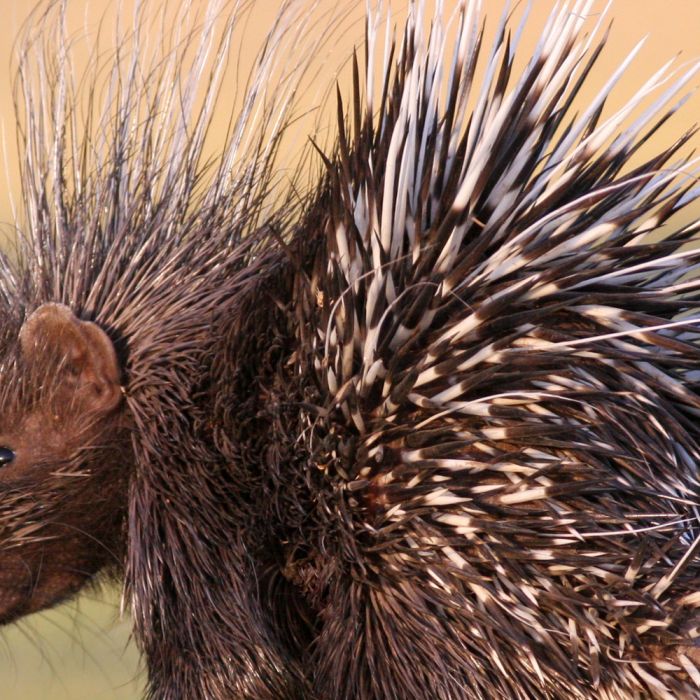 porcupine.jpg