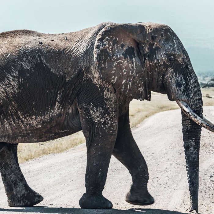 porini-amboseli-camp-large-elephant.jpg