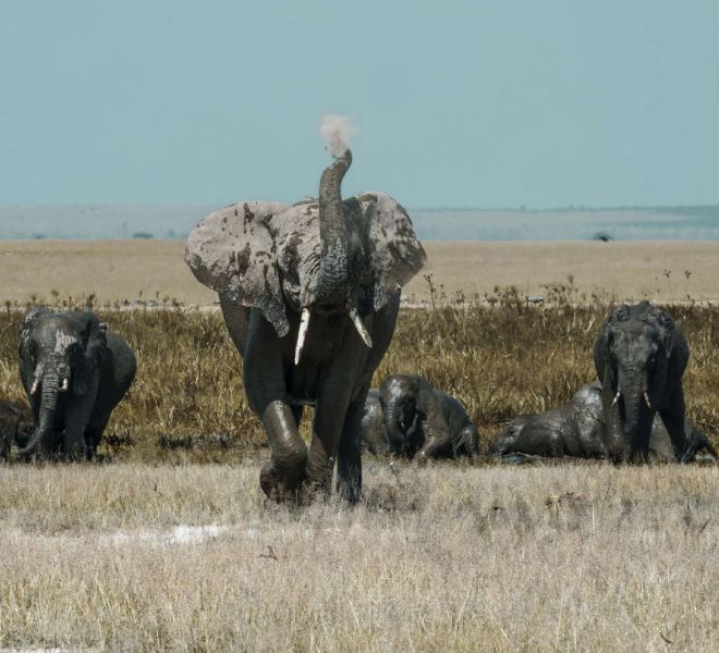 porini-amboseli-camp-large-elephants.jpg