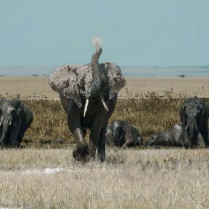 porini-amboseli-camp-large-elephants.jpg