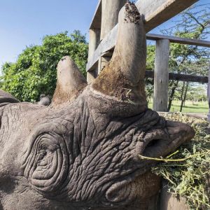 porini-rhino-camp-large-rhino-2.jpg