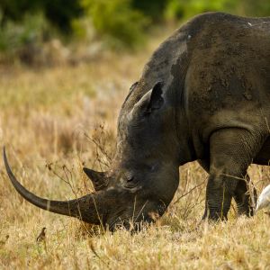 rhino.jpg
