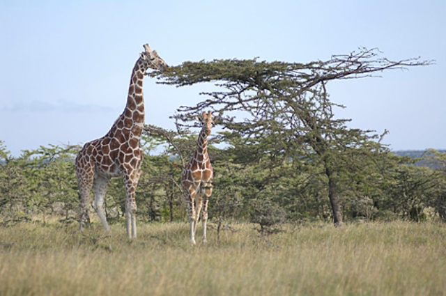 savannah-safari-gallery-image-10-1404321504.jpg