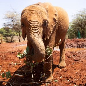 sheldricks.jpg