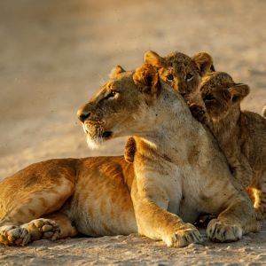 simba-mom.jpg